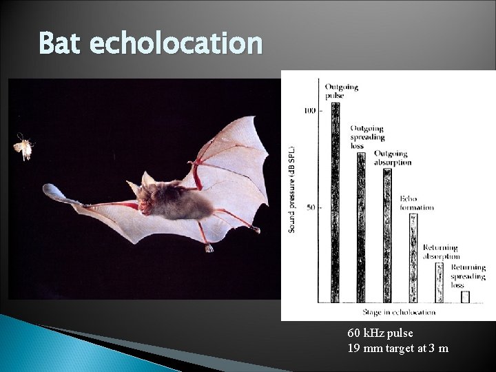 Bat echolocation 60 k. Hz pulse 19 mm target at 3 m 
