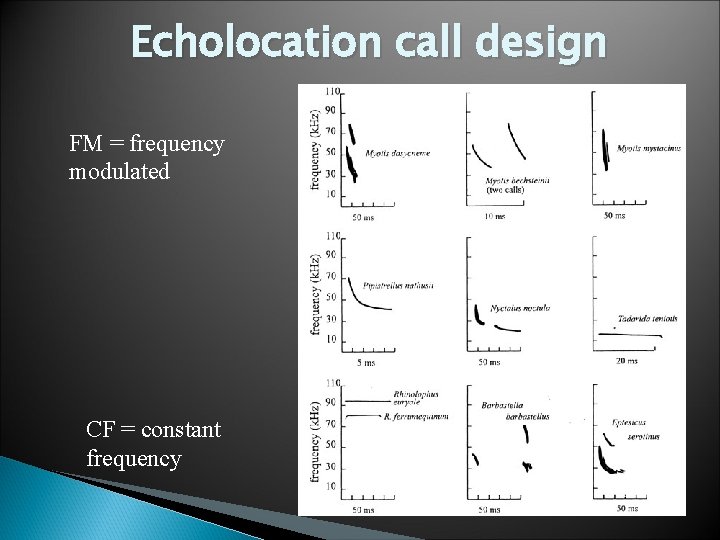 Echolocation call design FM = frequency modulated CF = constant frequency 