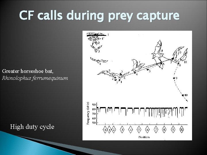 CF calls during prey capture Greater horseshoe bat, Rhinolophus ferrumequinum High duty cycle 