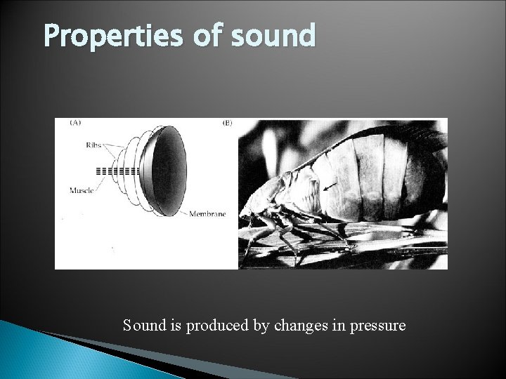 Properties of sound Sound is produced by changes in pressure 