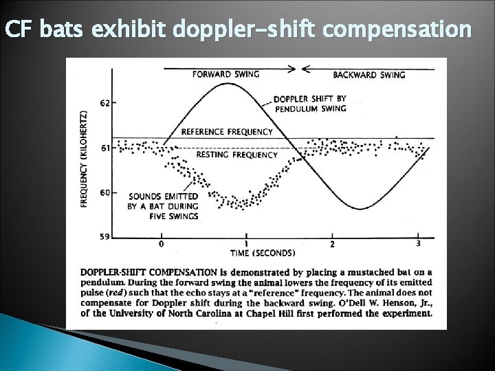 CF bats exhibit doppler-shift compensation 