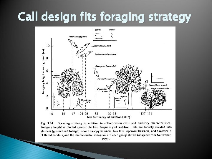 Call design fits foraging strategy 