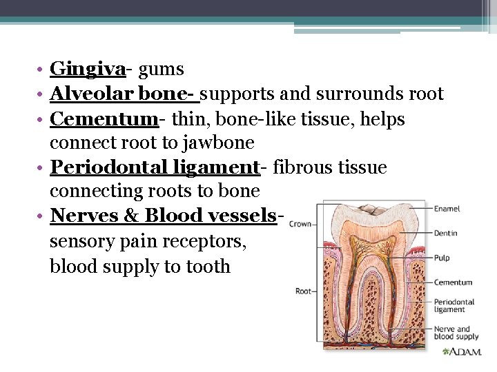  • Gingiva- gums • Alveolar bone- supports and surrounds root • Cementum- thin,