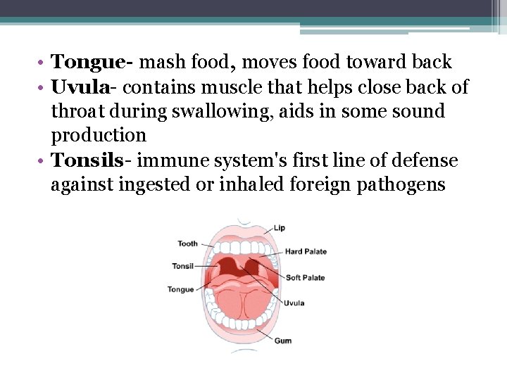  • Tongue- mash food, moves food toward back • Uvula- contains muscle that