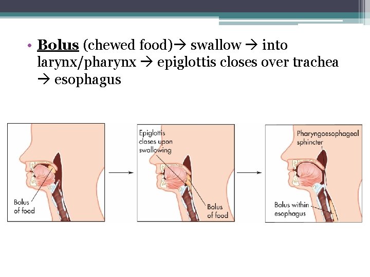  • Bolus (chewed food) swallow into larynx/pharynx epiglottis closes over trachea esophagus 