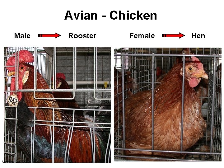 Avian - Chicken Male Updated: 2/27/2021 Rooster Female Hen 