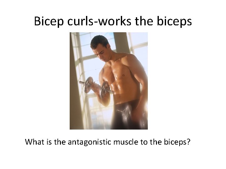 Bicep curls-works the biceps What is the antagonistic muscle to the biceps? 