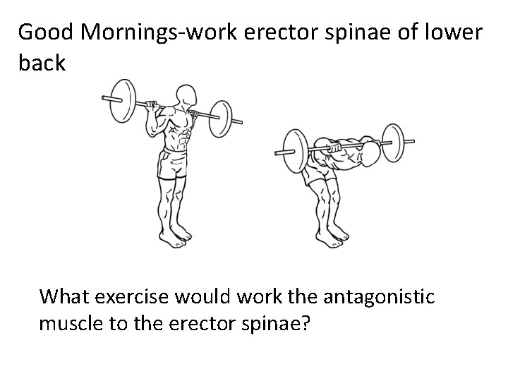 Good Mornings-work erector spinae of lower back What exercise would work the antagonistic muscle