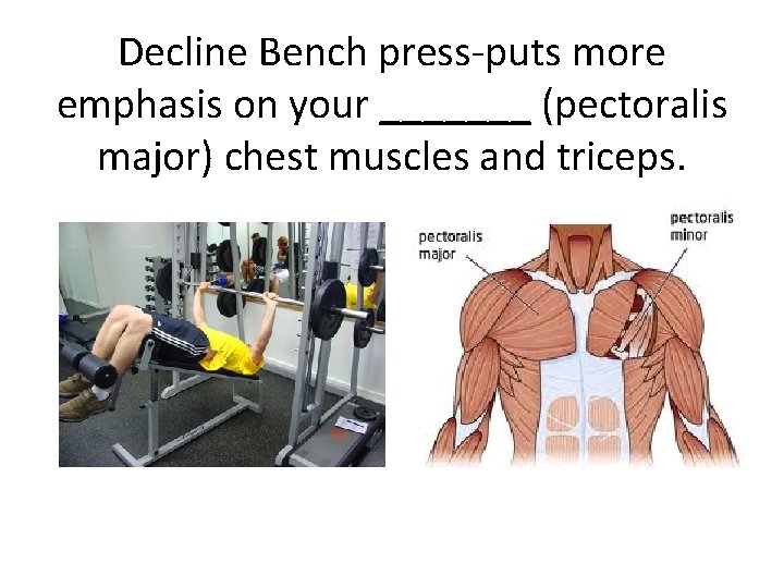 Decline Bench press-puts more emphasis on your _______ (pectoralis major) chest muscles and triceps.