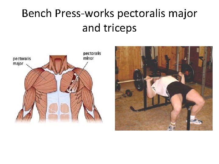 Bench Press-works pectoralis major and triceps 