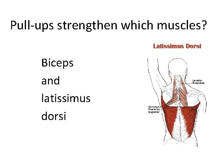Pull-ups strengthen which muscles? Biceps and latissimus dorsi 