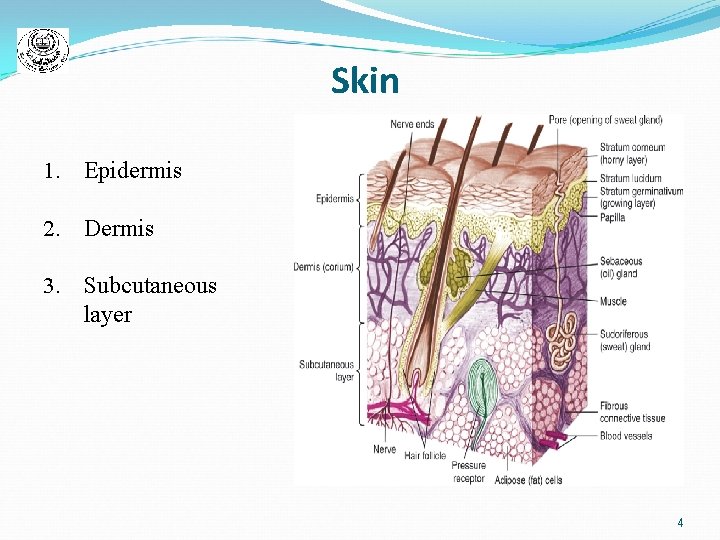 Skin 1. Epidermis 2. Dermis 3. Subcutaneous layer 4 