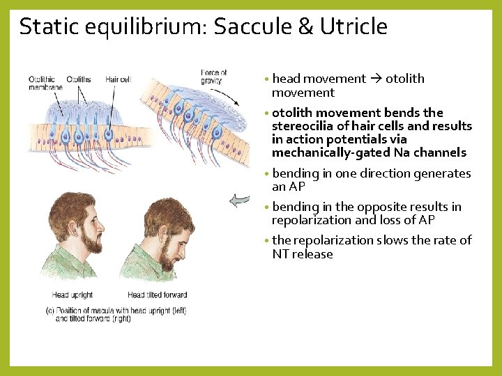 Static equilibrium: Saccule & Utricle • head movement otolith movement • otolith movement bends