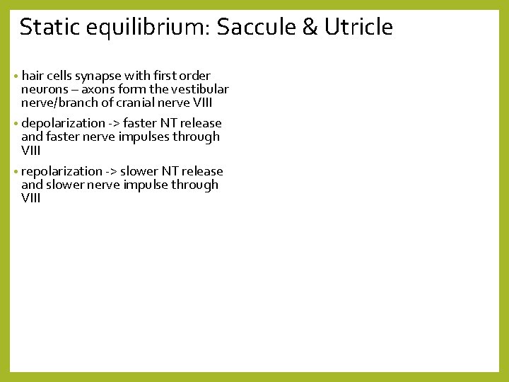 Static equilibrium: Saccule & Utricle • hair cells synapse with first order neurons –