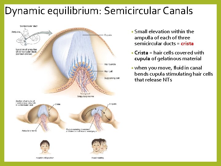 Dynamic equilibrium: Semicircular Canals • Small elevation within the ampulla of each of three