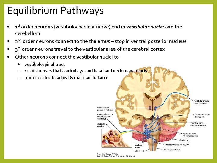 Equilibrium Pathways • • 1 st order neurons (vestibulocochlear nerve) end in vestibular nuclei