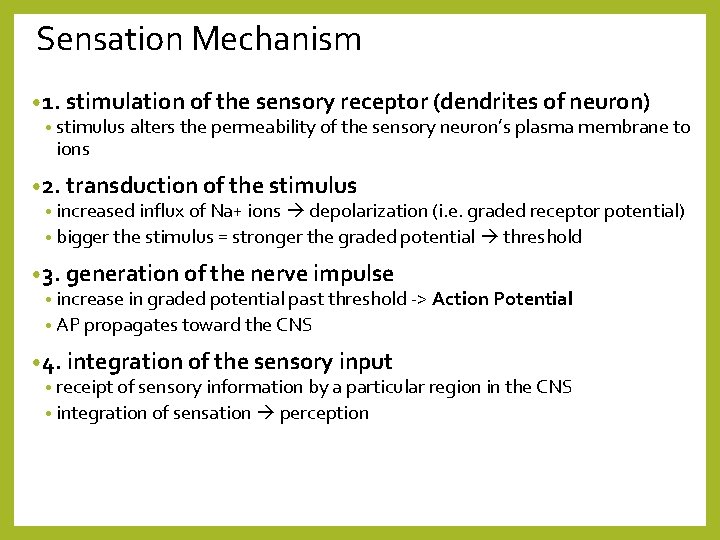 Sensation Mechanism • 1. stimulation of the sensory receptor (dendrites of neuron) • stimulus