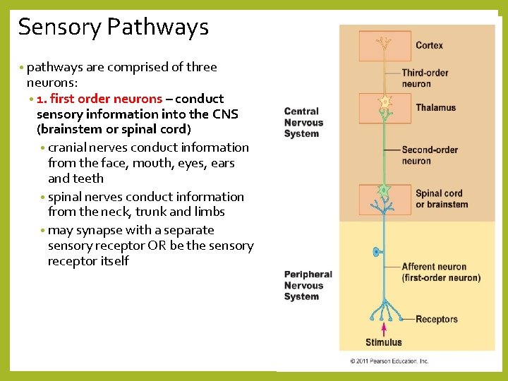 Sensory Pathways • pathways are comprised of three neurons: • 1. first order neurons