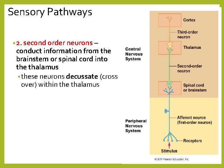 Sensory Pathways • 2. second order neurons – conduct information from the brainstem or