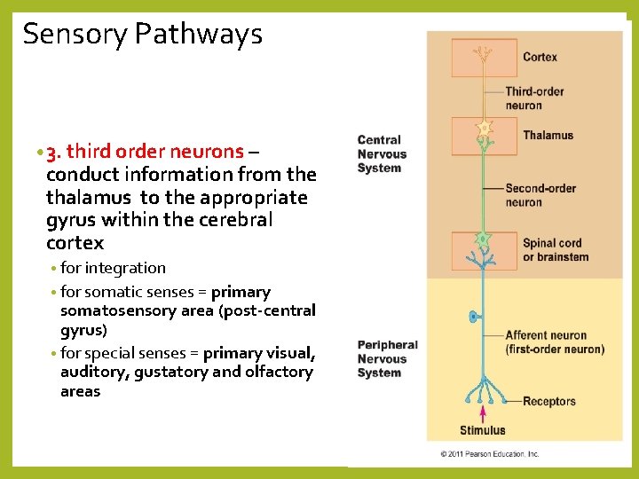 Sensory Pathways • 3. third order neurons – conduct information from the thalamus to