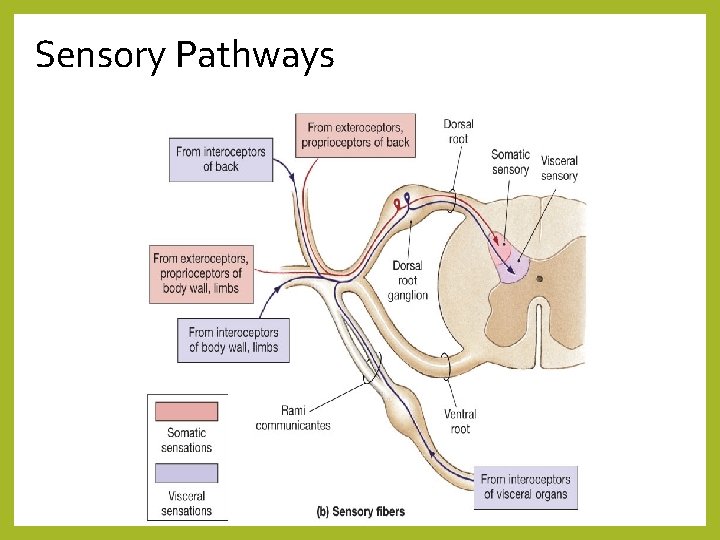 Sensory Pathways 