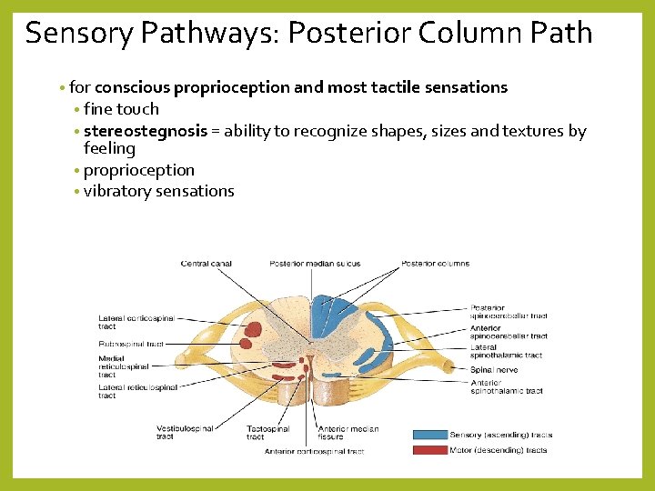 Sensory Pathways: Posterior Column Path • for conscious proprioception and most tactile sensations •