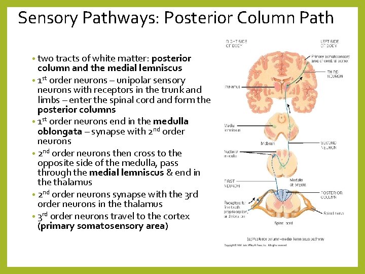 Sensory Pathways: Posterior Column Path • two tracts of white matter: posterior column and
