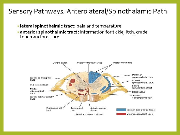 Sensory Pathways: Anterolateral/Spinothalamic Path • lateral spinothalmic tract: pain and temperature • anterior spinothalmic