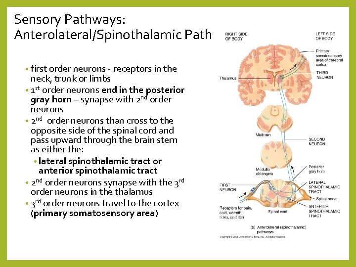 Sensory Pathways: Anterolateral/Spinothalamic Path • first order neurons - receptors in the neck, trunk