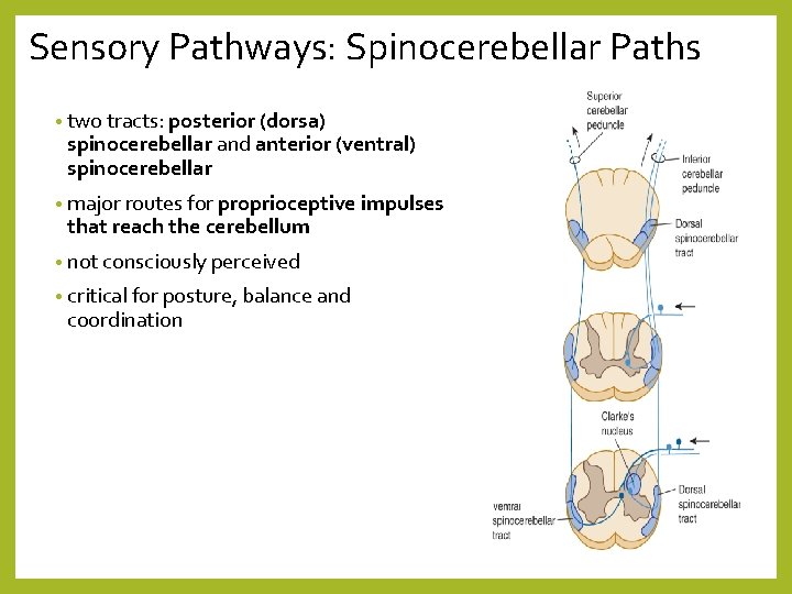 Sensory Pathways: Spinocerebellar Paths • two tracts: posterior (dorsa) spinocerebellar and anterior (ventral) spinocerebellar