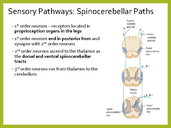 Sensory Pathways: Spinocerebellar Paths • 1 st order neurons – receptors located in proprioception