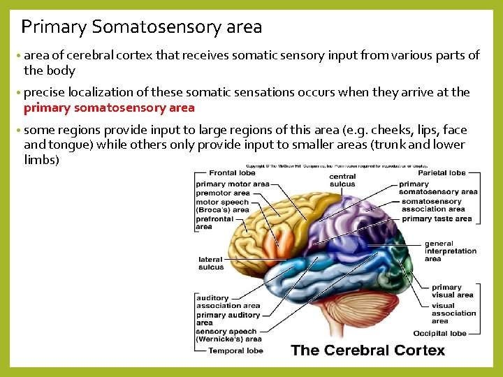 Primary Somatosensory area • area of cerebral cortex that receives somatic sensory input from