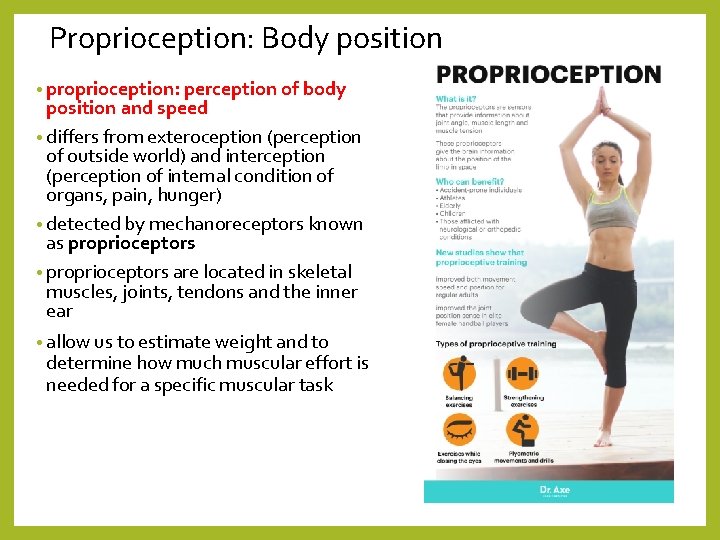 Proprioception: Body position • proprioception: perception of body position and speed • differs from