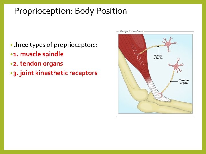 Proprioception: Body Position • three types of proprioceptors: • 1. muscle spindle • 2.