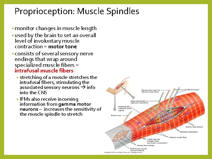 Proprioception: Muscle Spindles • monitor changes in muscle length • used by the brain