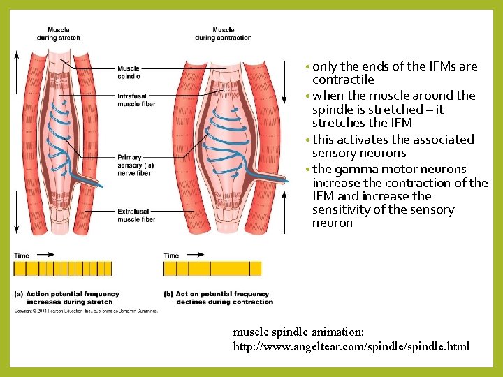  • only the ends of the IFMs are contractile • when the muscle