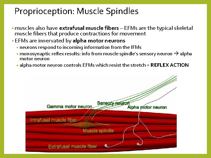 Proprioception: Muscle Spindles • muscles also have extrafusal muscle fibers – EFMs are the