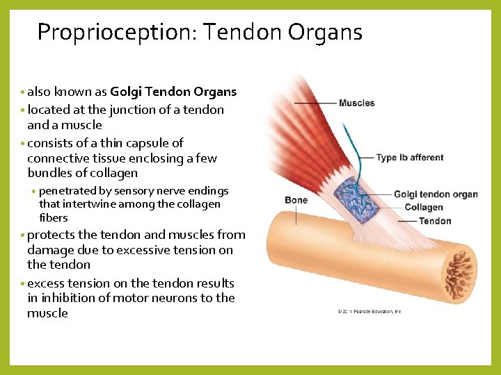 Proprioception: Tendon Organs • also known as Golgi Tendon Organs • located at the