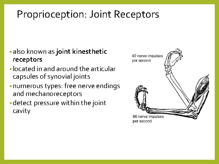 Proprioception: Joint Receptors • also known as joint kinesthetic receptors • located in and