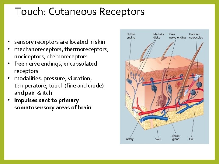 Touch: Cutaneous Receptors • sensory receptors are located in skin • mechanoreceptors, thermoreceptors, nociceptors,