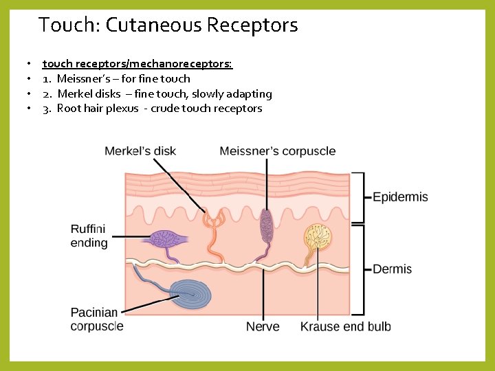 Touch: Cutaneous Receptors • • touch receptors/mechanoreceptors: 1. Meissner’s – for fine touch 2.