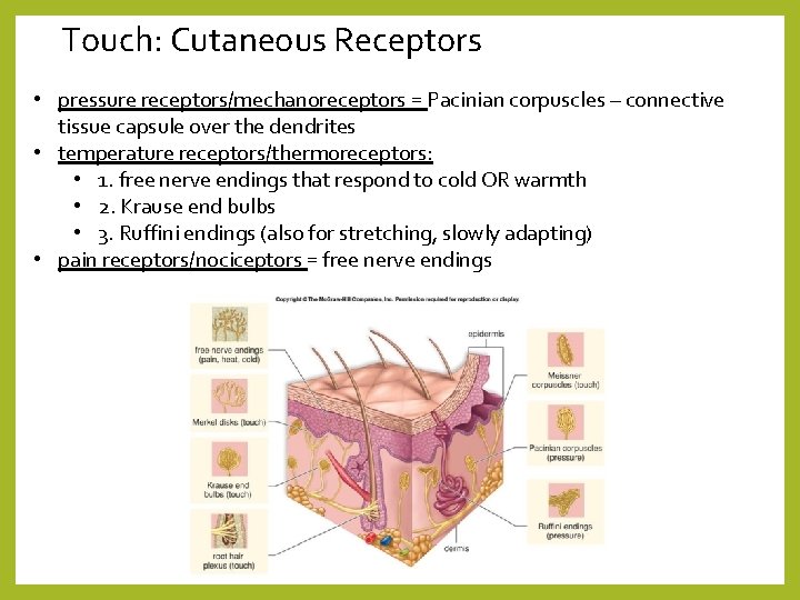 Touch: Cutaneous Receptors • pressure receptors/mechanoreceptors = Pacinian corpuscles – connective tissue capsule over