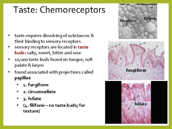 Taste: Chemoreceptors fungiform • taste requires dissolving of substances & their binding to sensory