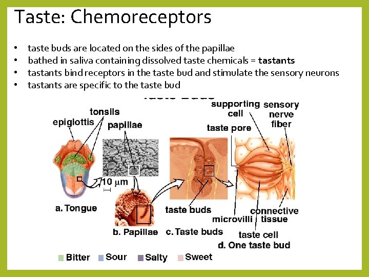 Taste: Chemoreceptors • • taste buds are located on the sides of the papillae