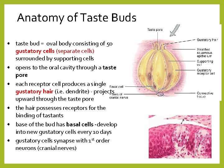 Anatomy of Taste Buds • taste bud = oval body consisting of 50 gustatory