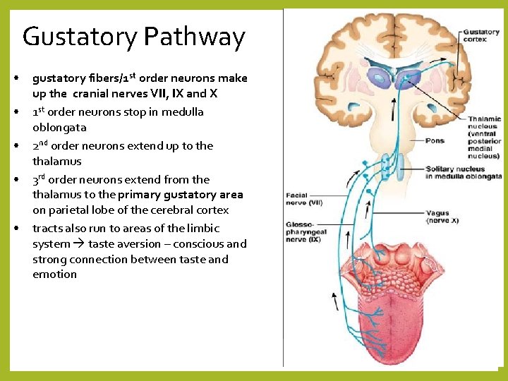 Gustatory Pathway • • • gustatory fibers/1 st order neurons make up the cranial