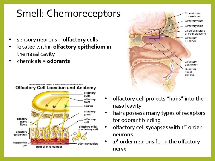 Smell: Chemoreceptors • sensory neurons = olfactory cells • located within olfactory epithelium in