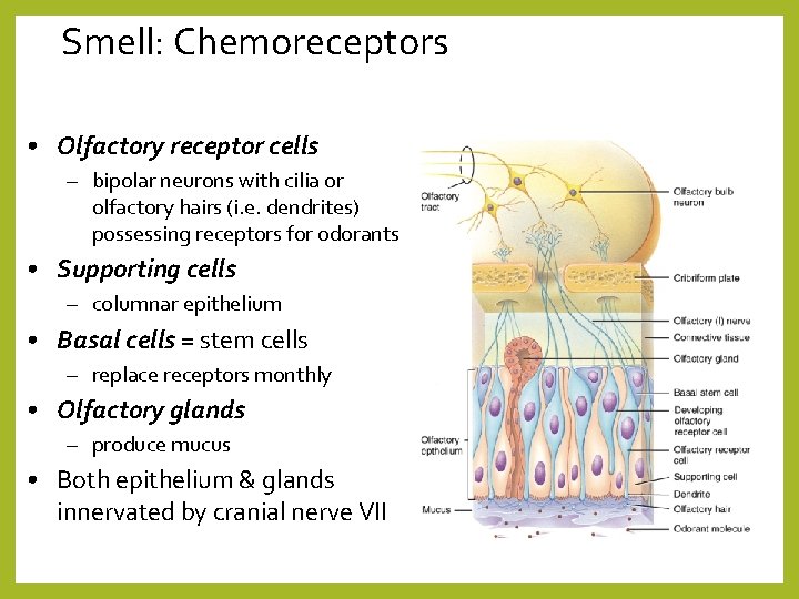 Smell: Chemoreceptors • Olfactory receptor cells – bipolar neurons with cilia or olfactory hairs