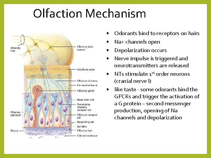 Olfaction Mechanism • • Odorants bind to receptors on hairs Na+ channels open Depolarization
