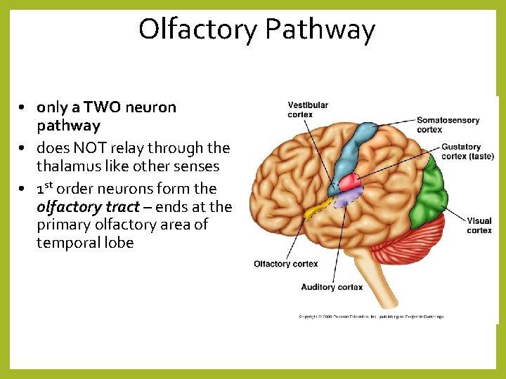 Olfactory Pathway • only a TWO neuron pathway • does NOT relay through the